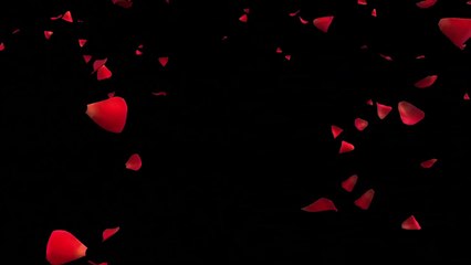 Beautiful Roses Petals/Copyright free