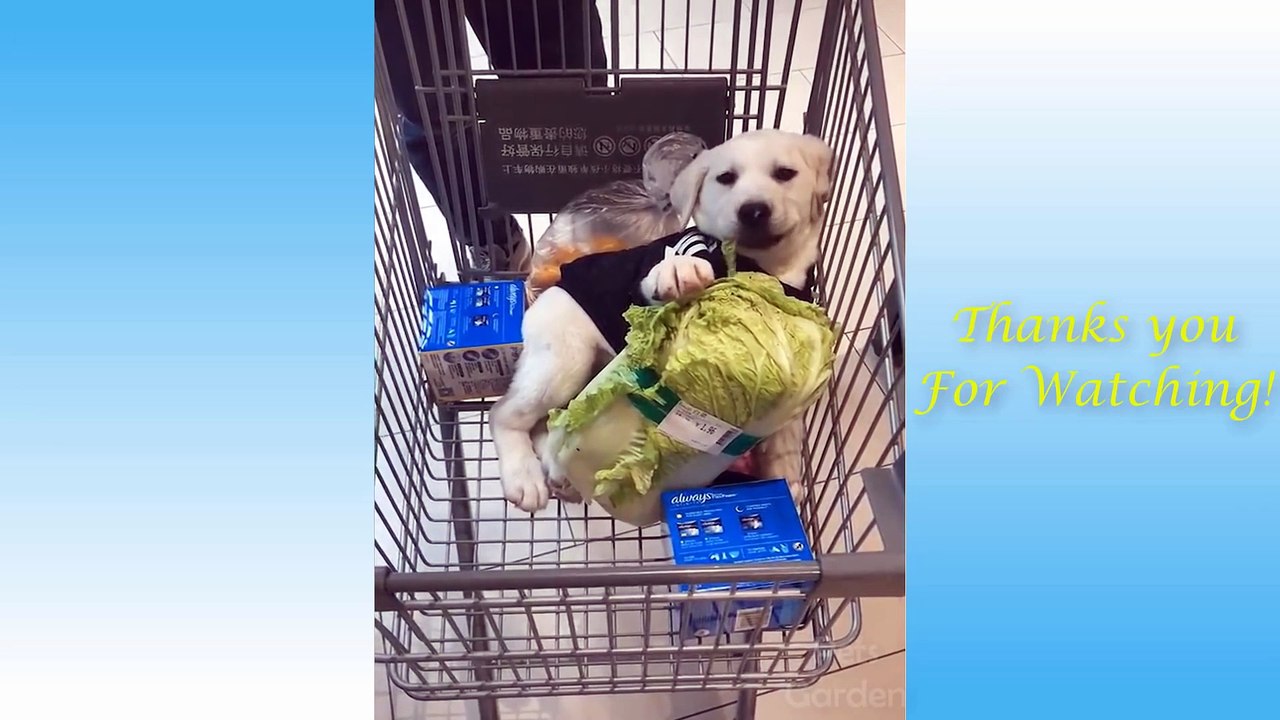 Cute Pets And Funny Animals Compilation #4 -