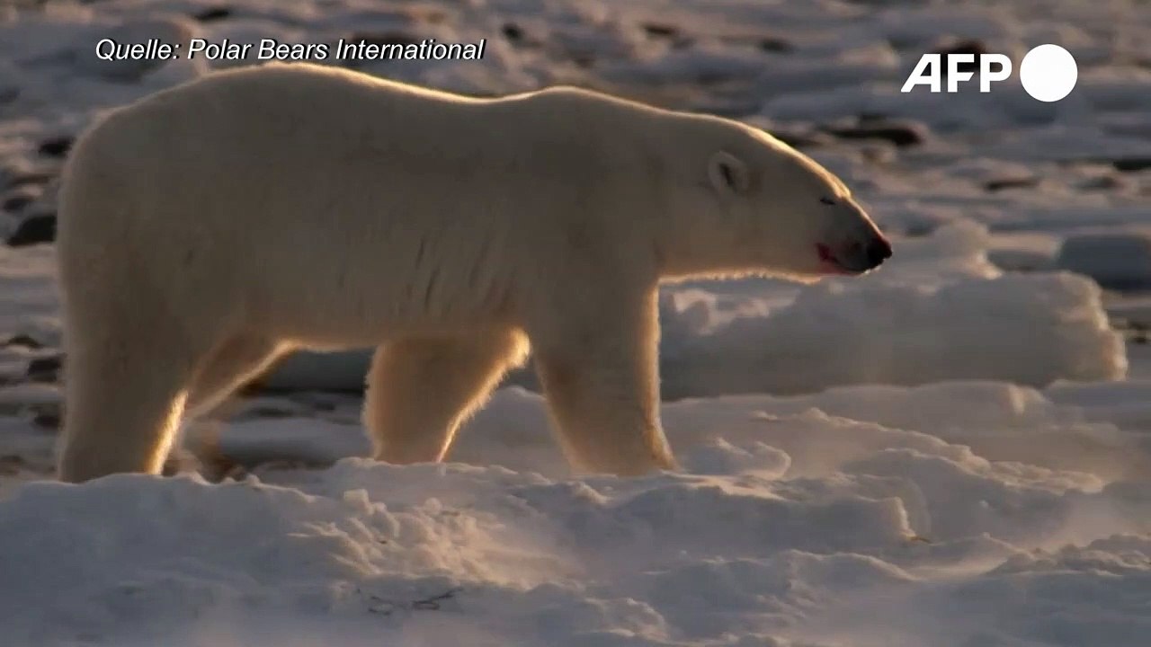 Klimawandel könnte Eisbären bis 2100 aussterben lassen