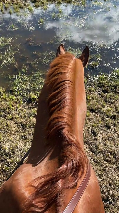 Playful Horse Splashes Through Puddle