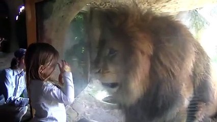 Ce lion déteste les fillettes