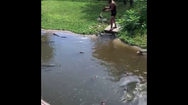 Cette femme et son fils s'amusent dans l'enclos des alligators
