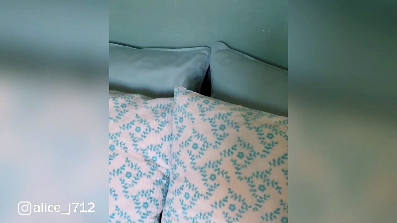 Où est le petit chat... bien caché