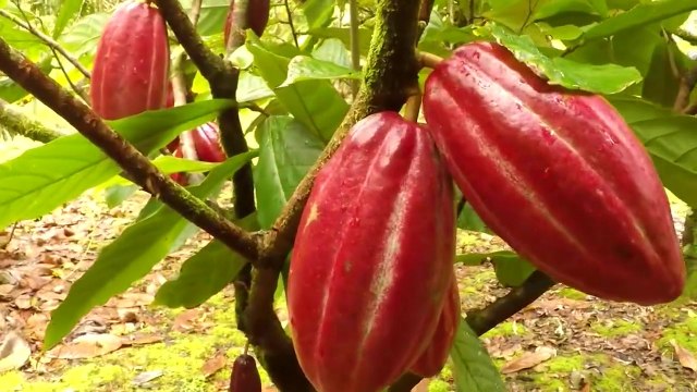 tn7-publireportaje-blue-zones-200720