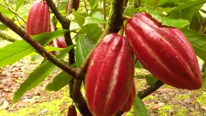 tn7-publireportaje-blue-zones-200720