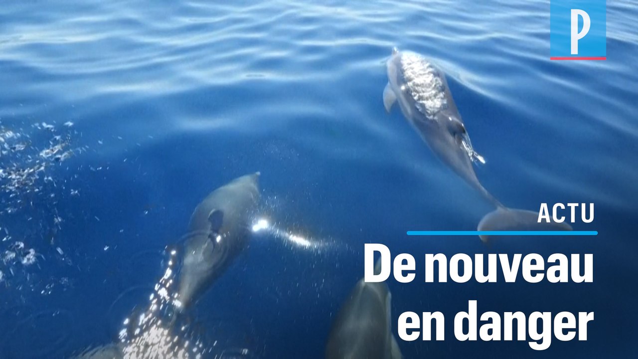 Avec le retour des plaisanciers, les cétacés en danger en Méditerranée