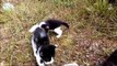 Two Kittens Black Playing In the Backyard Biting and Chasing Each Other