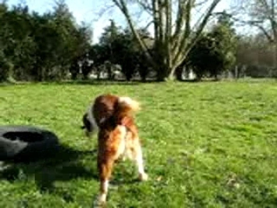 Video RICKY