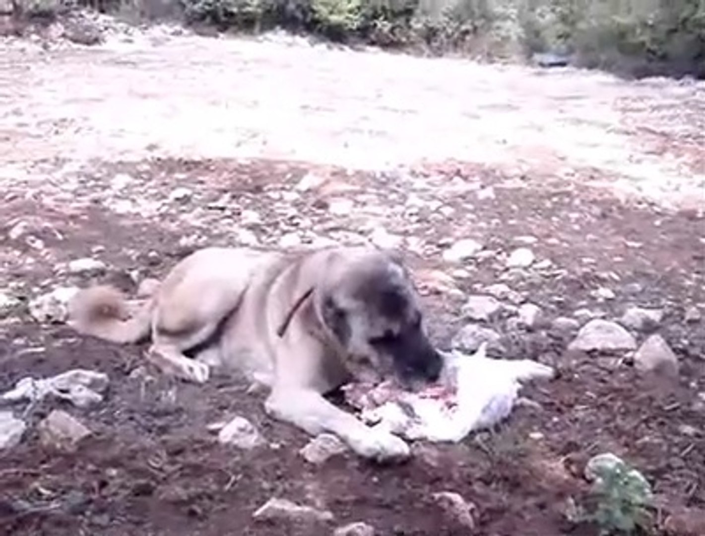 SiVAS KANGAL KOPEGi SABAH KAHVALTISI - ANATOLiAN SHEPHERD KANGAL DOG BREAKFAST