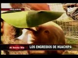Estos son los verdaderos engreídos del zoológico de Huachipa