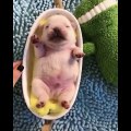 Cute Animals - Cute animals  baby  Compilation  Videos - very Awesome  moment of the animals.20