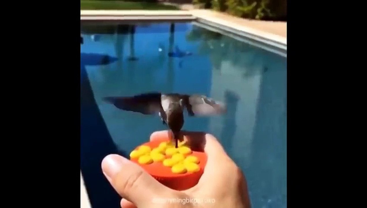 Cute Animals - Cute animals  baby  Compilation  Videos - very Awesome  moment of the animals.23