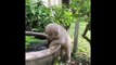 Cute Animals - Cute animals  baby  Compilation  Videos - very Awesome  moment of the animals.21
