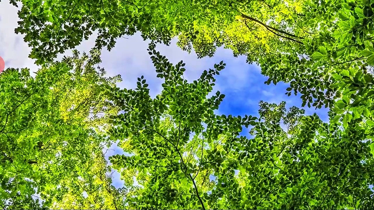 Meditation music: Relaxation and stress reliever music , healing sounds