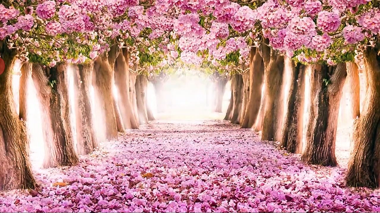 Meditation music: Relaxation and stress reliever music , healing sounds