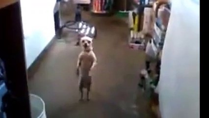 Perrito Bailarín Divertido 🐶