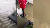 Heartwarming moment lost puppy is found sheltering under post box during storm flood