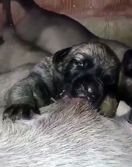 YENi DOGMUS KANGAL YAVRuLARININ SABAH KAHVALTISI - KANGAL DOG PIUPPiES BREAKFAST