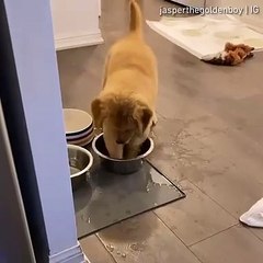 small puppy enjoying in small pool