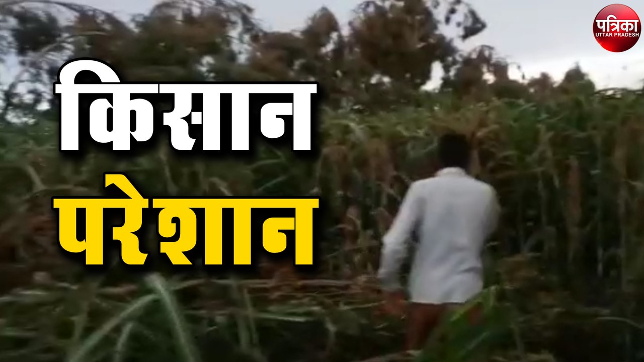 लाखों की संख्या में पहुंचा टिड्डियों का दल