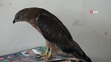 Kanadı kırık arı şahini, uçarsa doğaya tekrar bırakılacak