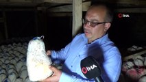 Doğal peynire mağarada 'Kar obruğu' ile olgunlaştırma