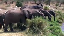 Help Mother Elephant ,Giving Birth In The, Wild  Best Moment, Animals Fight Powerful ,Lion vs Elephant (2)