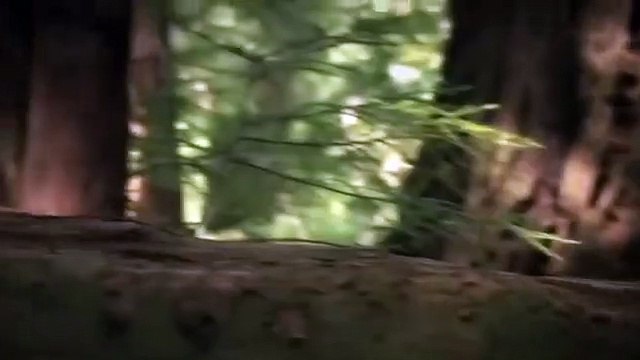 Hero Mother Bear ,Save Baby Bear ,From Lion Leopard ,Cheetah Attack ,Animals Save Another ,Animals