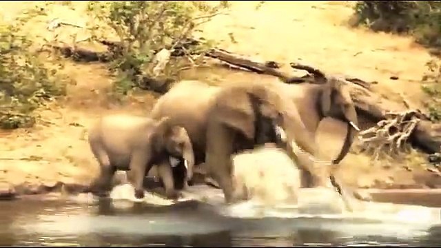 Hero Elephant, Save Baby From, Crocodile Hunt, . Elephant vs Alligator, Aniamals Save Another ,Animals