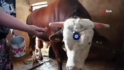 Kapıdan geçemeyecek kadar kilo alan dana Kurban Bayramı gelmeden satışa çıkarıldı