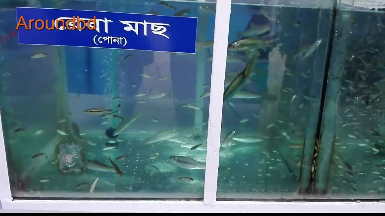 Amazing Big Fish  Top Fishing videos - Amazing Big Fish in The World