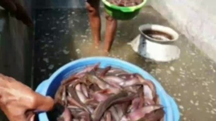 Mangur palan ki sachchai aur labh | मांगुर पालन की सच्चाई और लाभ