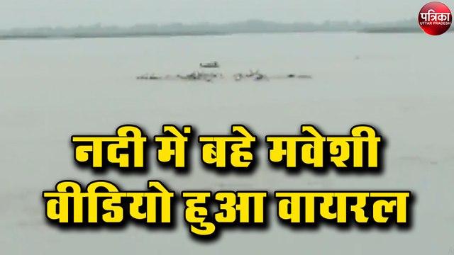 बाढ़ हुई विकराल , नदी में बहे मवेशी