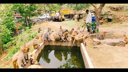 he came very happy to feed gram to the monkey