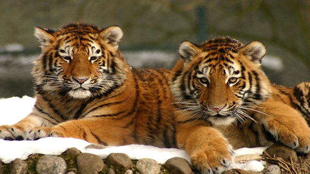 India ने Tigers की गिनती में बनाया गिनीज वर्ल्ड रिकॉर्ड, बढ़ी आबादी | Tiger Count In India | Boldsky