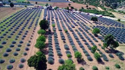 'Lavanta kokulu köy' misafirlerini bekliyor - ISPARTA