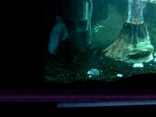 les Piranhas se batte pour un morceaux de viande.