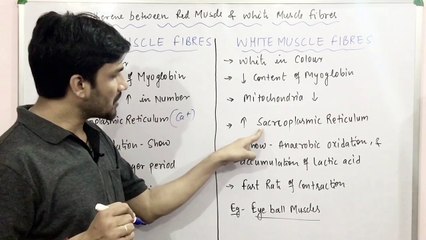 Download Video: LOCOMOTION & MOVEMENT CHAPTER:PART-14 Difference between Red & White Muscle Fibers CBSE/NEET/ Class11th