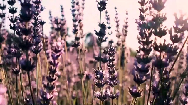 Lavanta diyarı İdris köyü doğal stüdyo ortamı arayanların uğrak yeri oldu - AFYONKARAHİSAR