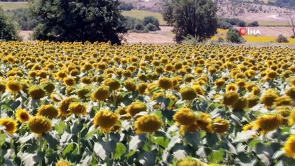 Kadınlar azmetti, 1,5 milyon metrekarelik boş arazi ayçiçek tarlasına döndü