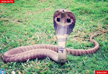 A Beautifull Snakes and Facts 2020 To 2021,by Arfan Ali TV