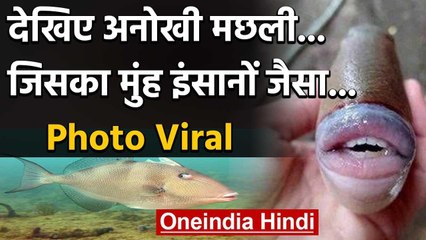Viral Pic : देखिए अनोखी मछली, जिसका मुंह इंसानों जैसा वनइंडिया हिंदी