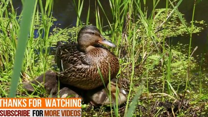 HD wild filme of wild beautiful birds and goose top wonderful amazing bird and there sounds 20min