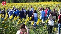 Trakya’nın 'sarı gelini' ayçiçeği tarlalarına fotoğrafçı akını