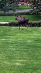 Moose Family Enjoy Sprinkler Spray
