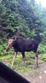 Standoff With Road Blocking Moose