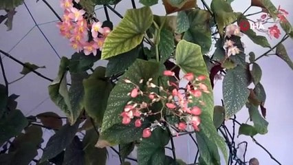 Eşinin hatırasını yaşatmak için gözü gibi baktığı çiçek bütün odayı kapladı