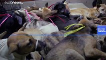 نجات سگ‌ها در اندونزی از بازار تجارت گوشت سگ