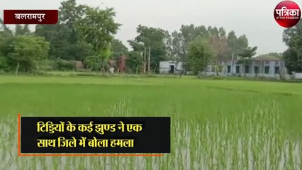 टिड्डियों के कई झुण्ड ने एक साथ जिले में बोला हमला