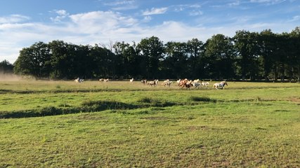 Nadia Simon en concert pour trente chevaux